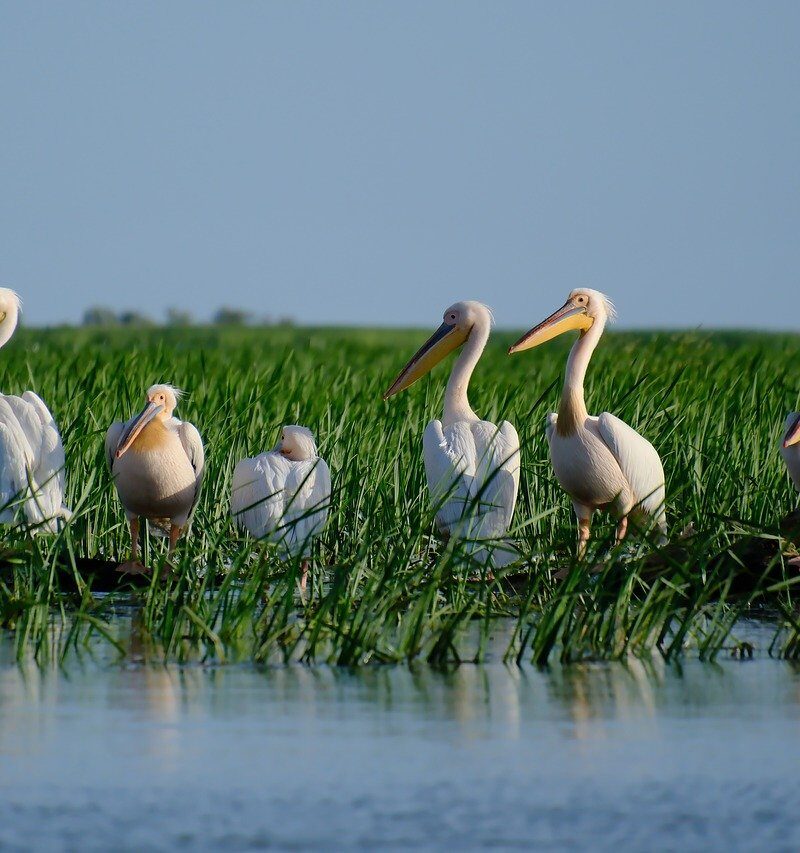 Excursie Delta Dunării