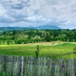 green grass field and trees