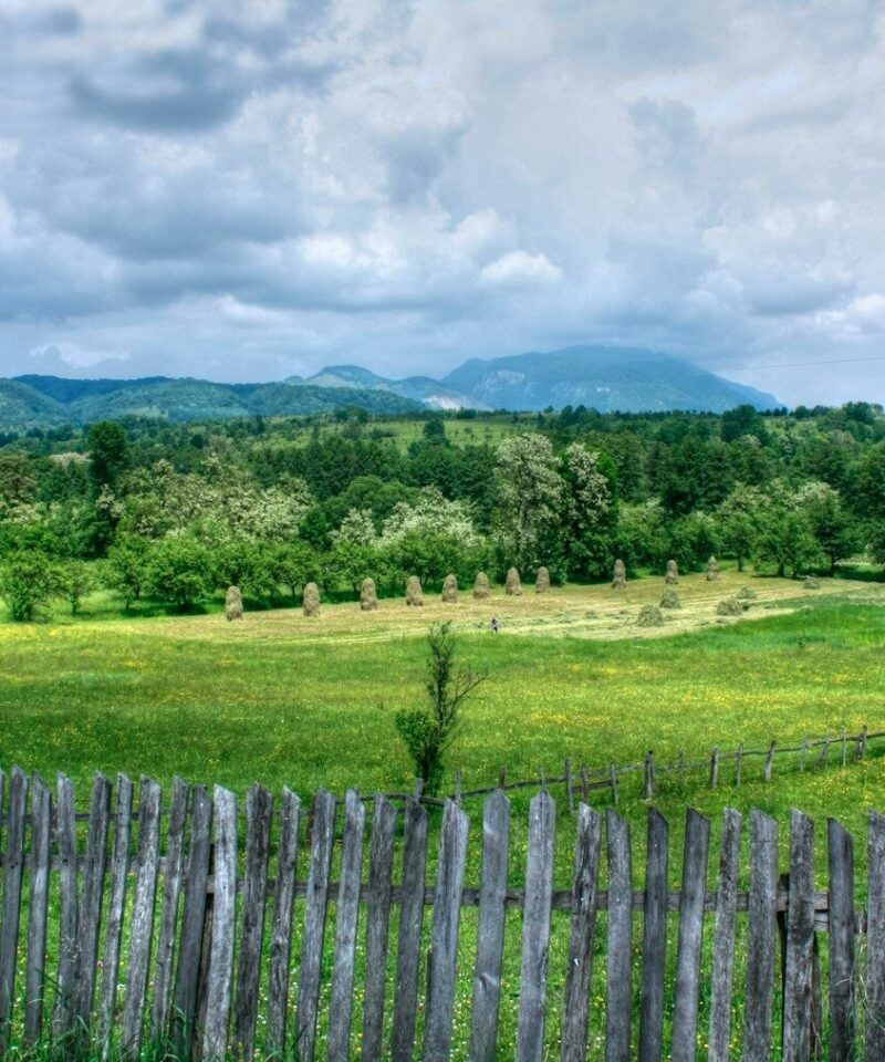 green grass field and trees
